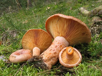 Рыжик сосновый (настоящий), Lactarius deliciosus - Грибы Средней Полосы