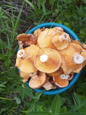 Где собирать рыжики под Тюменью, грибы в июне в тюменских лесах в 2022  году, где найти белые грибы и рыжики в тюменских лесах - 24 июня 2022 -  72.ru