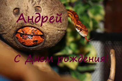 С днем рождения Андрей