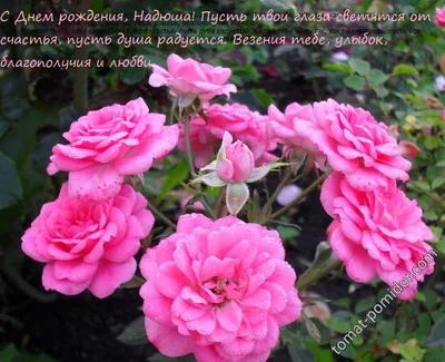 🌸 НАДЮША С ДНЕМ РОЖДЕНИЯ / С ДНЕМ РОЖДЕНИЯ НАДЯ / С ДНЁМ РОЖДЕНИЯ / С ДНЕМ  РОЖДЕНИЯ НАДЕЖДА - YouTube