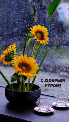 С добрым утром! Хорошего дня!☘️🌞🌼 | Счастливые картинки, Поздравительные  открытки, Дождливое утро