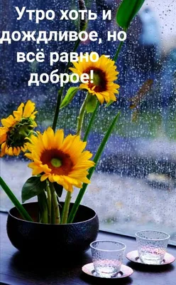 Идеи на тему «Дождливое доброе утро» (47) | доброе утро, утренние цитаты,  счастливые картинки