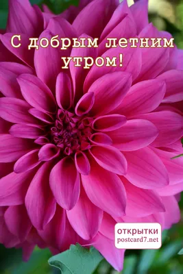 Картинка: Привет, это я! С добрым летним утром! • Аудио от Путина,  голосовые, музыкальные