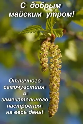 X 上的 Olgа🌺🌿：「@Alice_neighbour Доброе утро! Чудесного настроения, хорошей  погоды в этот замечательный день... https://t.co/9Wdv9YYcwJ」 / X