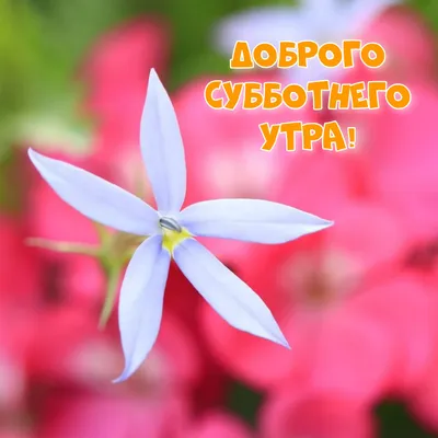 С добрым субботним утром! 🌞🥰♥️ …» — создано в Шедевруме