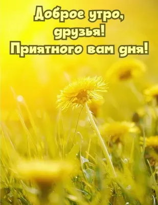 Доброе утро, друзья! Замечательного настроения всем! 🌷🍀☀️ | ВКонтакте