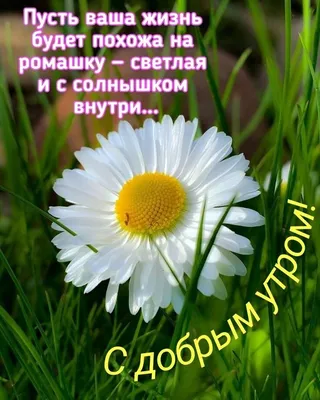 С Добрым утром пятницы!#сдобрымутром#пятница#сдобрымутромпятницы#добро... |  TikTok