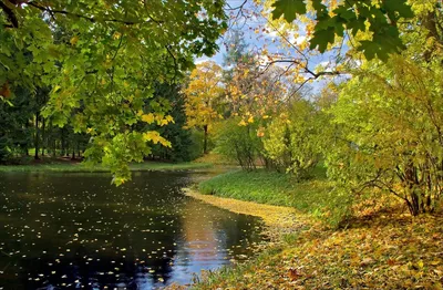 Друзья, поздравляем вас с Днем знаний и с началом осени! 🍂🍂🍂 Всем, кто  пошел учиться или пошел учить - желаем успешного и позновательного… |  Instagram