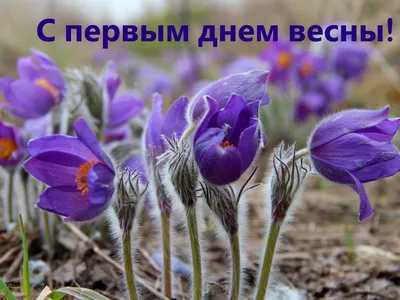 25 необычных картинок «С Первым днем весны!» – Блог Canva