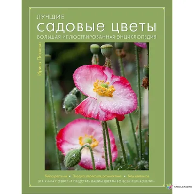 Какие цветы цветут осенью: названия, описания и фото. Названия самых  красивых осенних растений