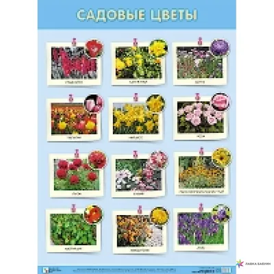 Лучшие садовые цветы. Большая иллюстрированная энциклопедия, , ЭКСМО купить  книгу 978-5-699-59829-8 – Лавка Бабуин, Киев, Украина