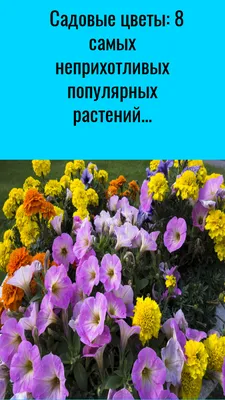 декоративные садовые цветы синие Воробейник фото, описание, выращивание и  посадка, уход и полив | Цветение, Почвопокровные растения, Цветы