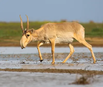 Сайгак — самая необычная антилопа, которая находится на грани вымирания