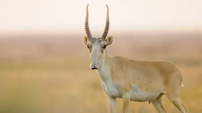 Мамонты вымерли, остались сайгаки: на Дону обитают редкие антилопы