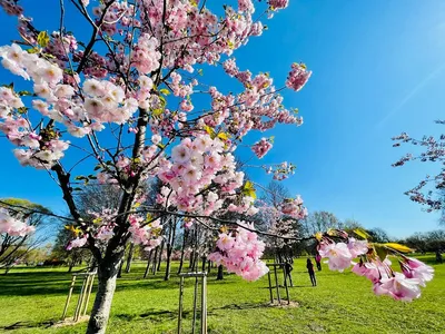 В деревне Кампос на Кипре зацвела сакура - Новости Кипра