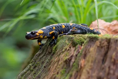 Саламандра огня или Salamandra Salamandra Стоковое Изображение -  изображение насчитывающей пожар, среда: 168187105