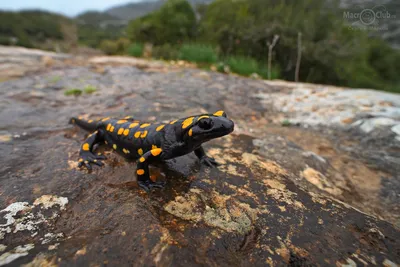 Salamandra Salamandra саламандра огня на руке Стоковое Фото - изображение  насчитывающей тварь, пожар: 115375596