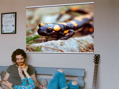 Огненная Саламандра, Саламандра Саламандра, В Передней Части Белый Фон  Фотография, картинки, изображения и сток-фотография без роялти. Image  12038993