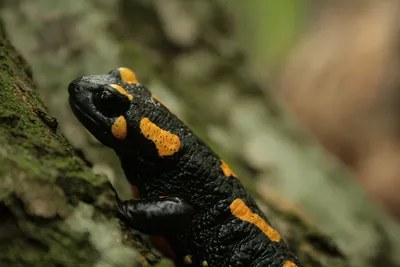 Саламандра огненная | Carpathian Fire Salamader | Саламандра, Животные,  Фотографии животных