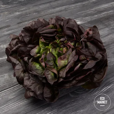 Салат латук красный (Red lettuce)