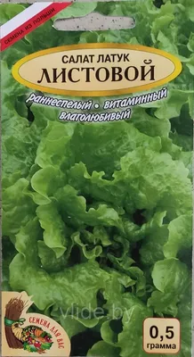 салат-латук - Nansens' Noordpool - Lactuca sativa - Nansens' Noordpool -  семена – Garden Seeds Market | Бесплатная доставка