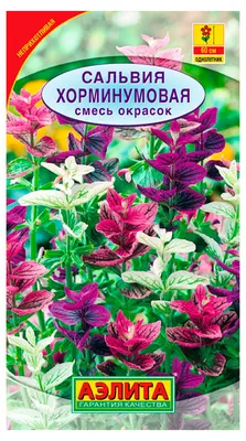 лекарственная трава шалфея-клариона сальвия. Стоковое Изображение -  изображение насчитывающей природа, средства: 222875687