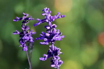 Сальвия блестящая «Редди Скарлет» (ярко-алая). Шалфей. Salvia splendens  Reddy Scarlet - «Цветы, которые видно за 200 метров! Будто красные  огоньки-брызги на клумбах. Сальвия сверкающая (блестящая), шалфей  сверкающий – несложный в уходе и