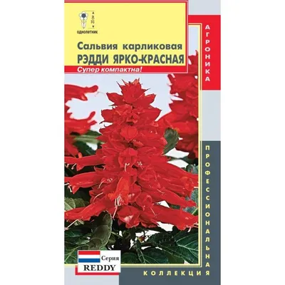 Сальвия блестящая фиолетовая. Купить семена цветов.