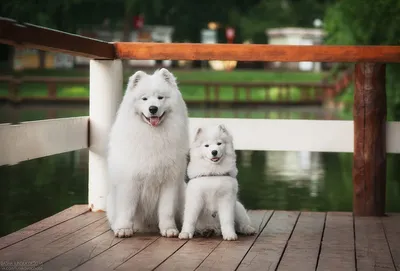 Самоедская лайка (Samoyed, Samoyedskaja) (Породы собак) самоедская собака,  породы лаек, самоед собака, купить лайку, щенки лайки, самоед цена, самоед  фото, купить щенка лайки, самоедская лайка фото Энциклопедия о животных  EGIDA.BY