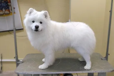 Самоедская собака (самоед). Фото | Samoyed, Samoyed dogs, Dog breeds