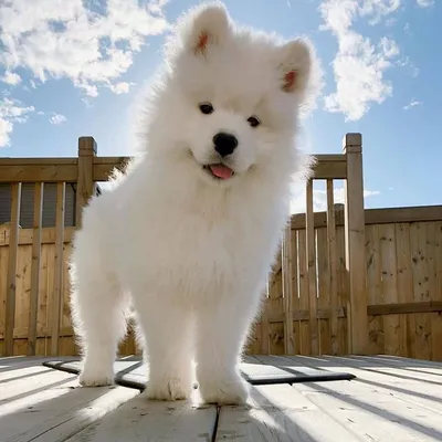 Белая пушистая собака самоед (32 фото) | Samoyed dogs, Dogs, Beautiful dogs