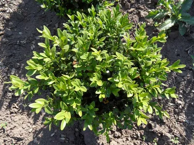 Самшит вечнозеленый - Buxus sempervirens. Уход за самшитом, выращивание