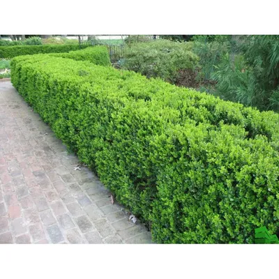 Самшит вечнозеленый \"Buxus\"