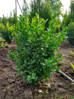 Самшит вечнозеленый \"Buxus\"