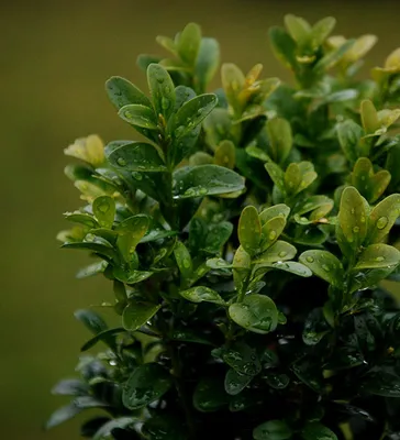 Самшит вечнозеленый / Buxus sempervirens