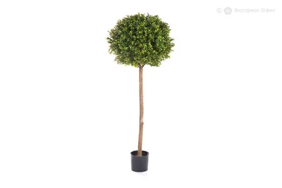 Самшит вечнозелёный – дерево и древесина – Buxus sempervirens