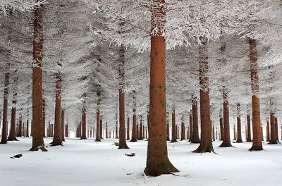 ❄️⛄😍 Картинки с добрым зимним утром. +100 картинок! | Зимние картинки,  Пейзажи, Живописные пейзажи