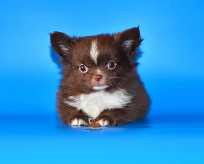 Cute puppies. Симпатичные пёсики. PNG. | Симпатичный щенок, Милые детеныши  животных, Милые собаки