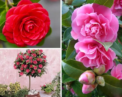 Самые красивые цветы для Ваших близких ❤️ ⠀ На фото огромная коробка для  любимой девушки на День рождения, все цветы согласовывали и… | Instagram