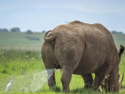 Comedy Wildlife Photography Awards опубликовала самые смешные фото животных  | Шарий.net