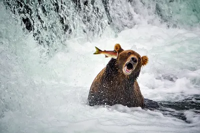 Самые смешные фото животных конкурса Comedy Wildlife Photo Awards 2022 -  KP.RU