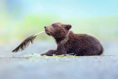 Самые смешные фото животных конкурса Comedy Wildlife Photo Awards 2022 -  KP.RU