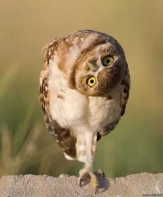 Comedy Wildlife Photography Awards 2021: смешные животные