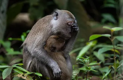 Самые смешные фотографии животных в дикой природе — финалисты Comedy  Wildlife Photography Awards — 2022. Часть I | MAXIM