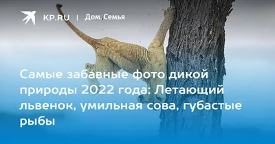 Самые смешные фотографии животных 2021 года