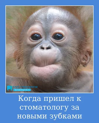 30 самых смешных фотографий животных с конкурса Comedy Wildlife Photography  | Серебряный Дождь