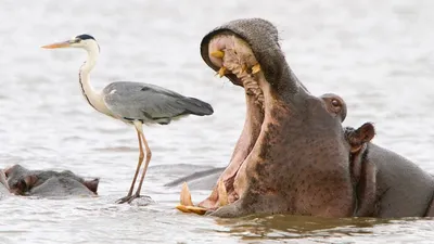 Самые смешные фотографии животных Comedy Wildlife Photography Awards 2022 |  Пикабу