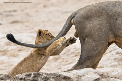 Comedy Wildlife Photography Awards опубликовала самые смешные фото животных  | Шарий.net