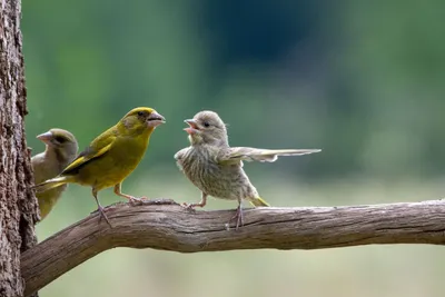 Самые смешные фотографии животных Comedy Wildlife Photography Awards 2022 |  Пикабу