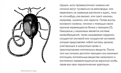 Самые страшные паразиты, которые могут жить в человеческом теле - Hi-News.ru